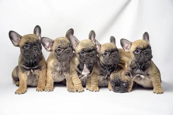 Grupo Filhotes Cachorro Bulldog Francês 2019 — Fotografia de Stock