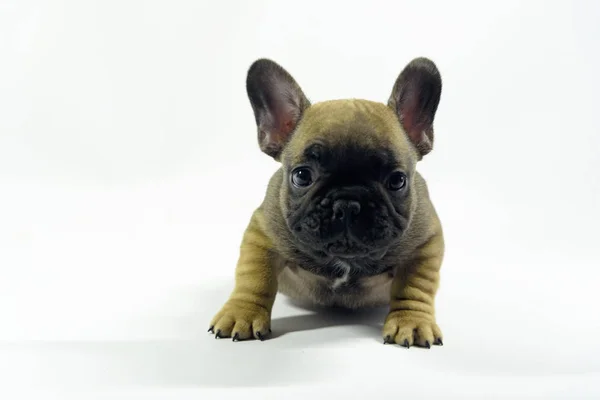 Cuccioli Bulldogs Francese Colore Marrone — Foto Stock