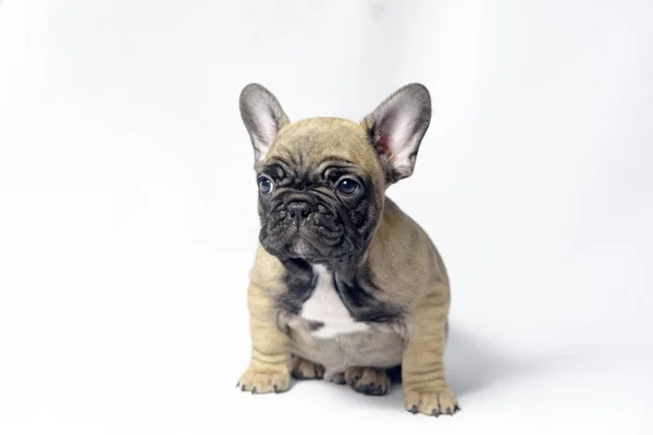 Filhotes Cachorro Francês Bulldogs Cor Marrom — Fotografia de Stock