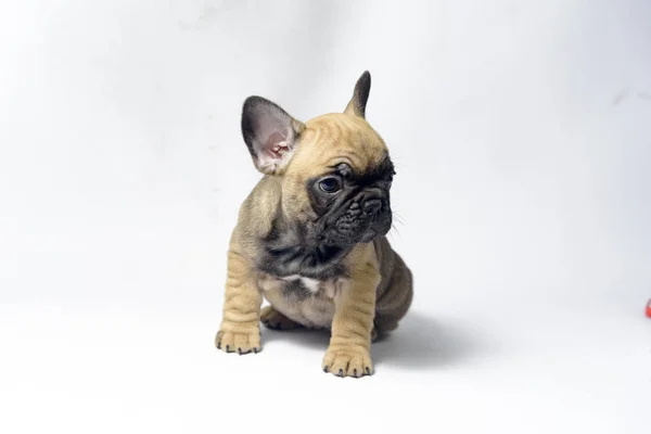 子犬フレンチ ブルドッグ ブラウン色 — ストック写真