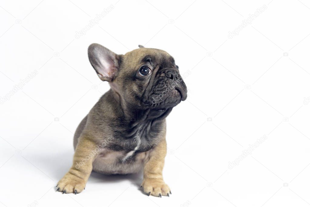 puppies french bulldogs brown color