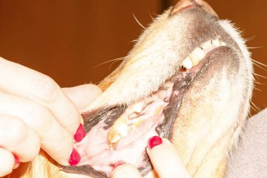 köpek diş hastalığı 2018