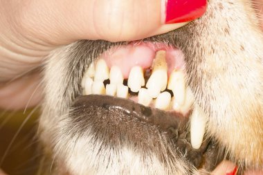 köpek diş hastalığı 2018