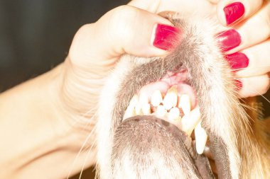 köpek diş hastalığı 2018