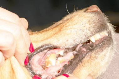 köpek diş hastalığı 2018