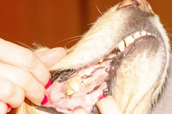 犬の歯の疾患 2018 — ストック写真