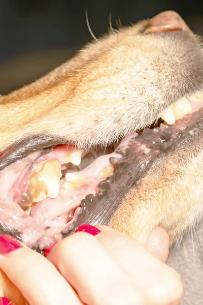 犬の歯の疾患 2018 — ストック写真