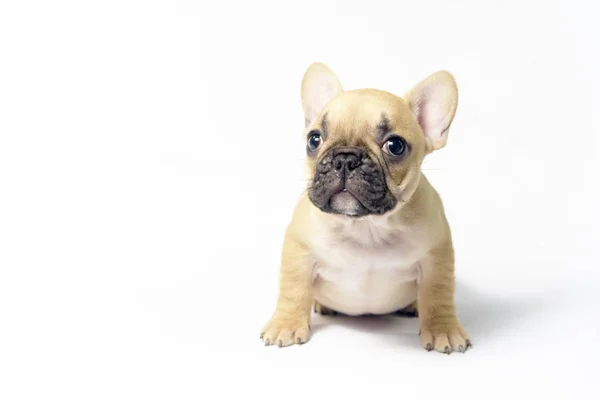 Puppies French Bulldogs Brown Color — Stock Photo, Image