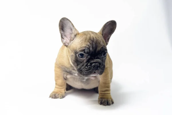 Pups Franse Bulldogs Bruine Kleur — Stockfoto