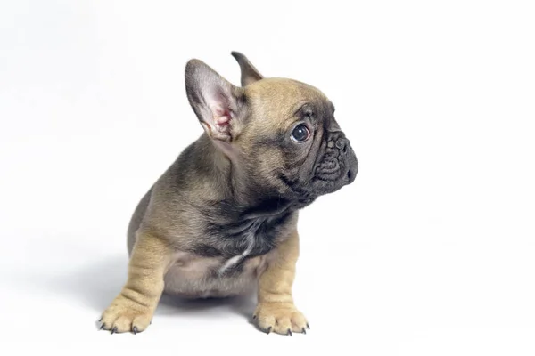 Pups Franse Bulldogs Bruine Kleur — Stockfoto