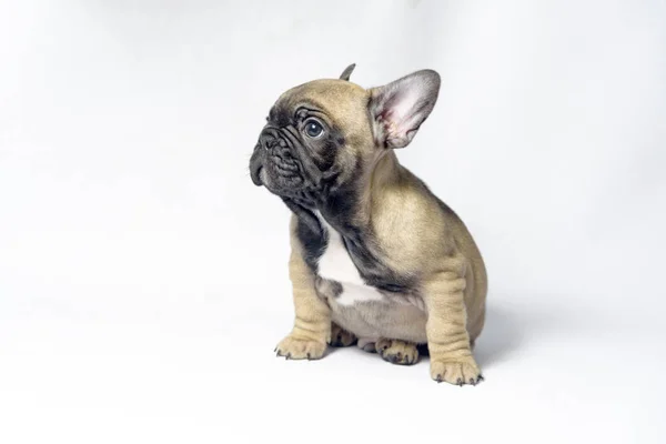 Kölykök Francia Bulldog Barna Színű — Stock Fotó