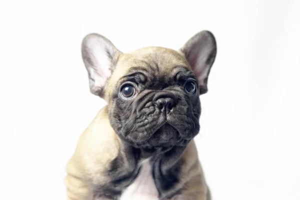 子犬フレンチ ブルドッグ ブラウン色 — ストック写真