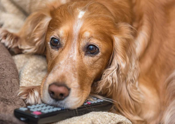 Tv Uzaktan kumandası ile köpek