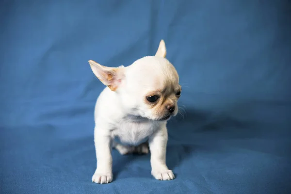 Puppy White Chihuahua Breeds Background — Stock Photo, Image