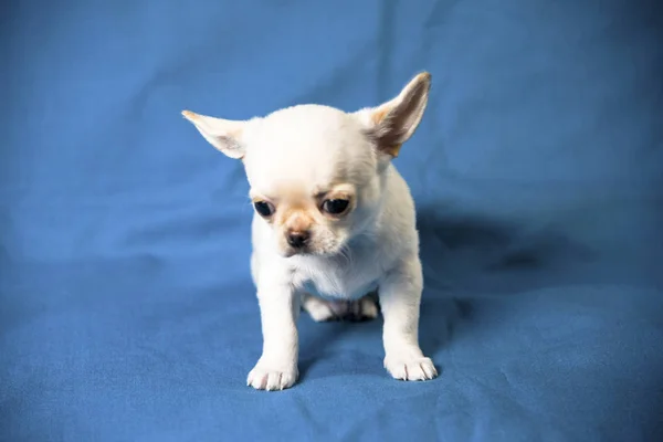 Puppy White Chihuahua Breeds Background — Stock Photo, Image
