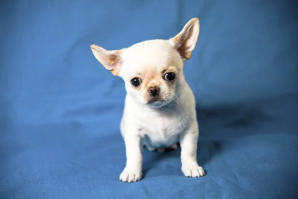 Cachorro Chihuahua Blanco Reproduce Fondo — Foto de Stock