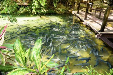 Tayland Mart 2019 mağarada balık