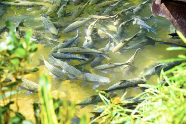 Tayland Mart 2019 mağarada balık