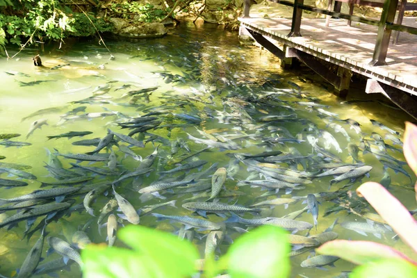 Fish Cave Thailand March 2019 — Stock Photo, Image