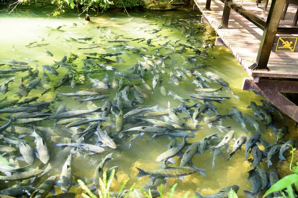 Fish Cave Thailand March 2019 — Stock Photo, Image