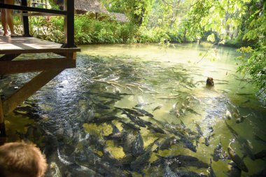 Tayland Mart 2019 mağarada balık