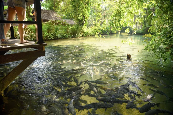 Fish Cave Thailand March 2019 — Stock Photo, Image