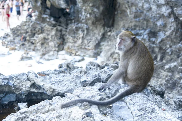 Playa Del Mono Phi Phi Isla Tailandia Marzo 2019 — Foto de Stock