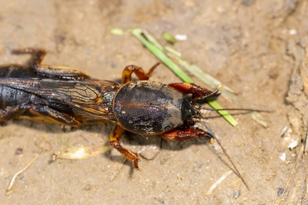 Hmyz Gryllotalpidae Zastřelen Čočce Makrem Pozadí Hliněné Půdy — Stock fotografie