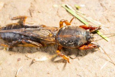 böcek Gryllotalpidae, bir makro lens üzerinde vuruldu. Kil toprağın arka planında