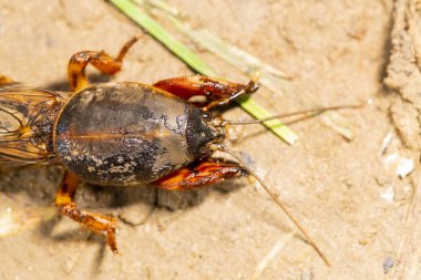 böcek Gryllotalpidae, bir makro lens üzerinde vuruldu. Kil toprağın arka planında