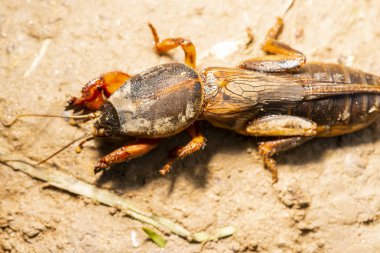 böcek Gryllotalpidae, bir makro lens üzerinde vuruldu. Kil toprağın arka planında