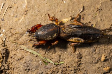 böcek Gryllotalpidae, bir makro lens üzerinde vuruldu. Kil toprağın arka planında