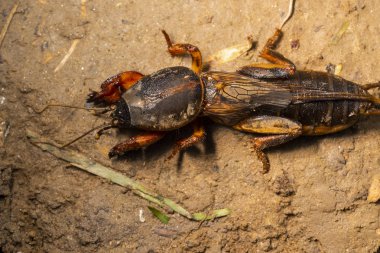 böcek Gryllotalpidae, bir makro lens üzerinde vuruldu. Kil toprağın arka planında