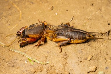 böcek Gryllotalpidae, bir makro lens üzerinde vuruldu. Kil toprağın arka planında