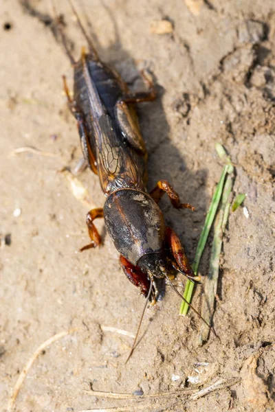 Насекомое Gryllotalpidae Застрелено Макрообъективе Фоне Глинистой Почвы — стоковое фото