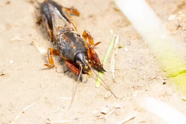 Насекомое Gryllotalpidae Застрелено Макрообъективе Фоне Глинистой Почвы — стоковое фото