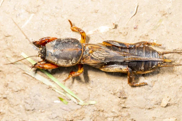 Böcek Gryllotalpidae Bir Makro Lens Üzerinde Vuruldu Kil Toprağın Arka — Stok fotoğraf