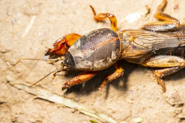 böcek Gryllotalpidae, bir makro lens üzerinde vuruldu. Kil toprağın arka planında