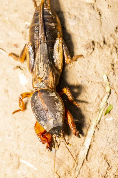 Насекомое Gryllotalpidae Застрелено Макрообъективе Фоне Глинистой Почвы — стоковое фото