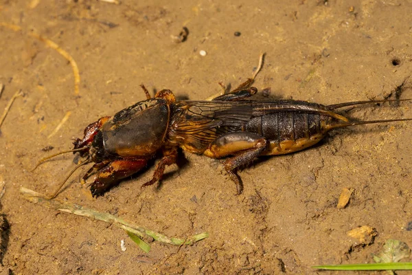 Inseto Gryllotalpidae Tiro Uma Lente Macro Fundo Solo Argiloso — Fotografia de Stock