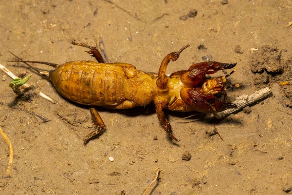 Insect Gryllotalpidae Shot Macro Lens Background Clay Soil — Stock Photo, Image