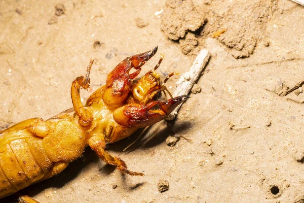 Insekt Gryllotalpidae Aufgenommen Auf Einer Makrolinse Vor Dem Hintergrund Von — Stockfoto