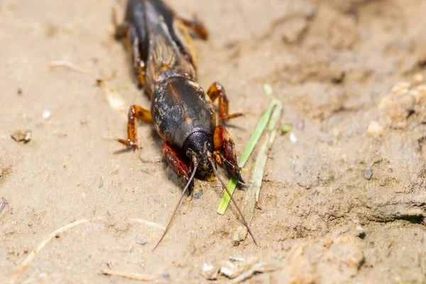 Insekt Gryllotalpidae Aufgenommen Auf Einer Makrolinse Vor Dem Hintergrund Von — Stockfoto