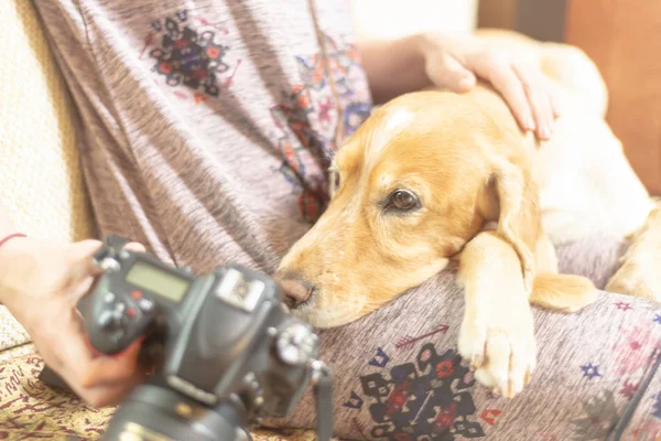 Una Mujer Con Perro Mira Cámara — Foto de Stock