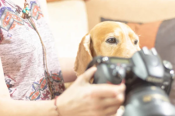 Una Mujer Con Perro Mira Cámara — Foto de Stock