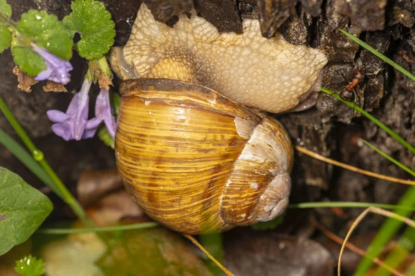 Weinbergschnecken Einem Natürlichen Lebensraum — Stockfoto