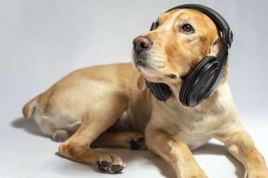 Müzik dinleyerek kulaklıkaltın renkli bir spaniel köpek