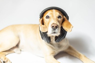 Müzik dinleyerek kulaklıkaltın renkli bir spaniel köpek