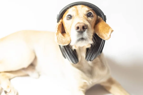 A spaniel dog of golden color in earphones listening to music