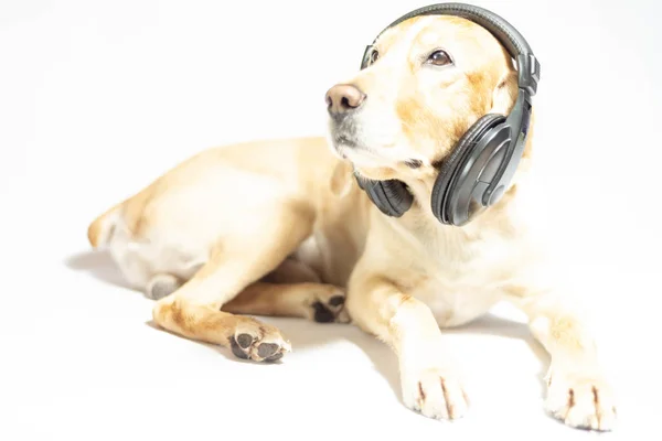 音楽を聴くイヤホンの黄金色のスパニエル犬 — ストック写真
